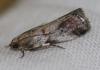 Acrobasis sp.
